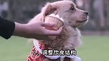 狗狗得了口腔溃疡会传染吗