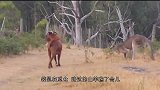 梅花鹿和袋鼠的搞笑对决，小鹿直接站起来：谁怕谁啊