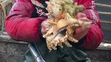 想吃大狮子螺，筷子都断了