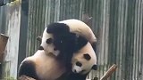 熊猫妈妈：我忍，我忍，亲生的，亲生的！