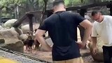 车抛锚山羊看热闹，吃瓜羊群它们来啦
