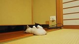 两只小猫咪又开始打架了