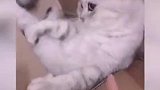 猫在屋檐下不得不低头