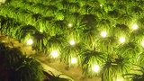 火龙果园为什么每晚都要开着灯呢