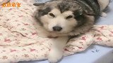 狗狗怀孕非要和主人睡一张床，对话内容太温馨了