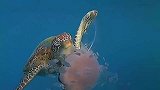 海龟吃水母难道不怕中毒吗？