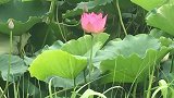 为你停止了脚步