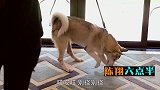 陈翔六点半：锅盖跟宠物狗相克，怎么办？好歹是条命，送乡下去吧