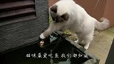 动物救动物，感动千万人，看到都流眼泪！