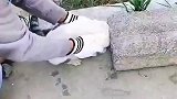 小猫钻水泥板的洞口里出不来