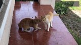 院子里两只肥猫打架，吵了半天才动手，真的太逗了！