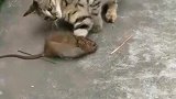 猫：你别怕，我是不喜欢吃老鼠！