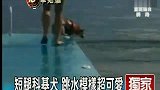 短腿科基犬练跳水 奋力一跳20公分-8月16日