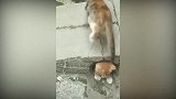 小狗没有伙伴了，直接拉着猫咪玩，你这样也会失去它的！