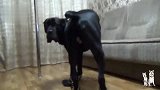 卡斯罗第一次穿上小靴子，走路完全没了猛犬的风范