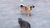 狗狗想偷袭小猫咪，但每次都差点被发现，无奈只能坐地挠痒痒