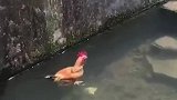 一只带游泳天赋的鸡…