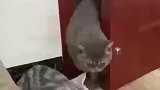 公猫回来晚了，进门生怕惊到母猫