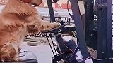 动物成精，狗都会开车