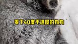 零下40度狗狗不进屋