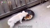 【逗比搞笑】狗中不孝子，气坏老母亲呐！