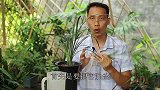 想让烂根的兰花快速恢复长新根，就要这些根全部剪掉