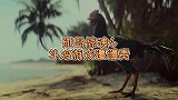善待动物组织要求育碧移除斗鸡小游戏