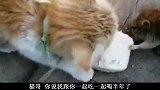 大熊猫不好好吃饭 愣是拿个盆在那一边敲一边唱二人转