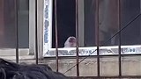 狗：我刚才说你坏话，你都听见了吗