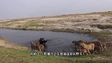 4头狮子围捕野牛，竟被野牛强势反杀一头，镜头记录全过程！