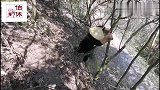 #伯休药塾 伯休野生皂角刺，爬山涉水只为发现美！