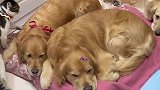 金毛一家三口每天睡觉，都会给猫咪留一个位置，猫咪是金毛带大的