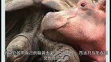 乌龟河马不咬不相识，从此乌龟与河马结识为要好朋友