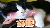 猫咪：让我妥协想都别想