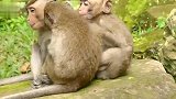 猴子它们之间好有爱啊