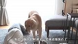主人刚端来食物突然倒地，金毛会怎么做？结局要被暖哭了