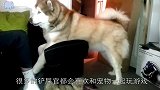 2只猫咪玩的不亦乐乎，猫：让你见识一下什么才是真正的躲猫猫