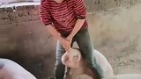 别人都说我怕老婆，别说我了，我家猪崽子也害怕