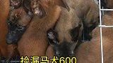 宠物600的马犬，精挑细选宠物代买