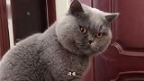 猫：没事儿干别总烦我，给你一眼神儿自己体会