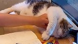 养猫之后就别想好好工作，猫主子一来，就要陪它玩