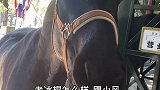 夏天到了带飓风呀去吃冰淇淋萌宠出道计划 马