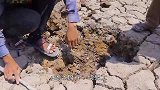 男子来到干旱的河床，掰开一块泥土，里面全是大鱼