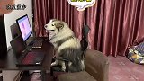 呆萌狗狗跟主人吵架，原因太搞笑，是主人要关电脑不让它看电影