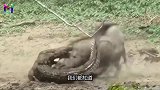 动物世界中以弱胜强的3场对决，镜头拍下全过程，兔子急了也疯狂