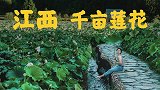 江西古村的千亩荷塘美艳列入世界纪录