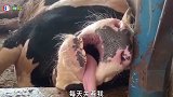 爆笑视频：随机应变爱发牢骚的奶牛，真搞笑！