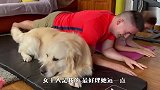 男女主人一起健身，结果金毛吃醋了，接下来忍住别笑