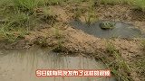 小蝌蚪马上就要被干死，看看牛蛙爸爸是如何机智的拯救孩子