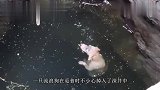 天鹅被铁丝网困住,老人伸出援手,下一秒天鹅妈妈的行为让人感动